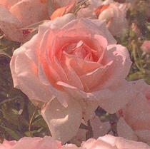bloom